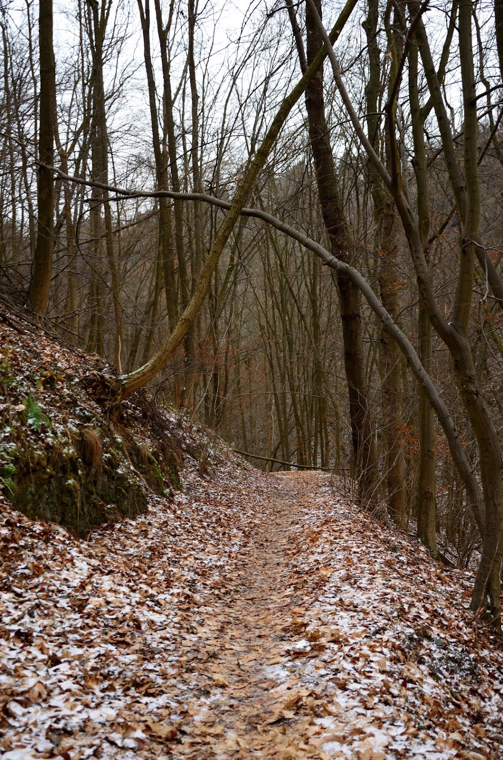 dsc_0277